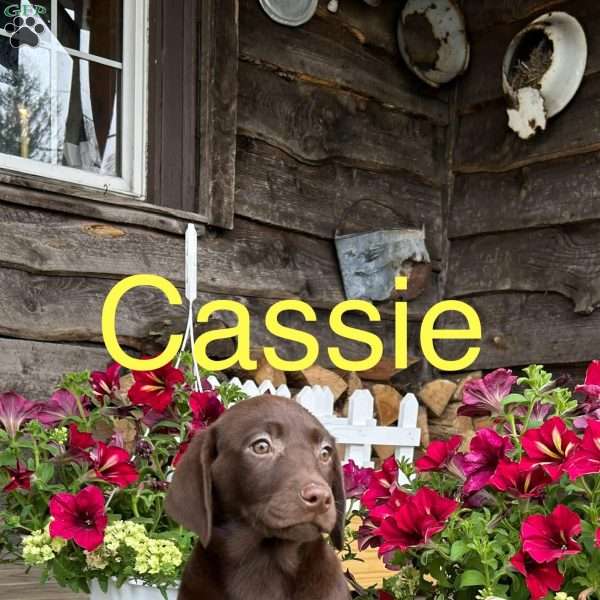 Cassie, Chocolate Labrador Retriever Puppy